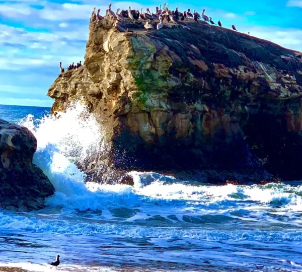 Panoramic view of Natural Bridges State Beach with natural rock formations and crashing waves.