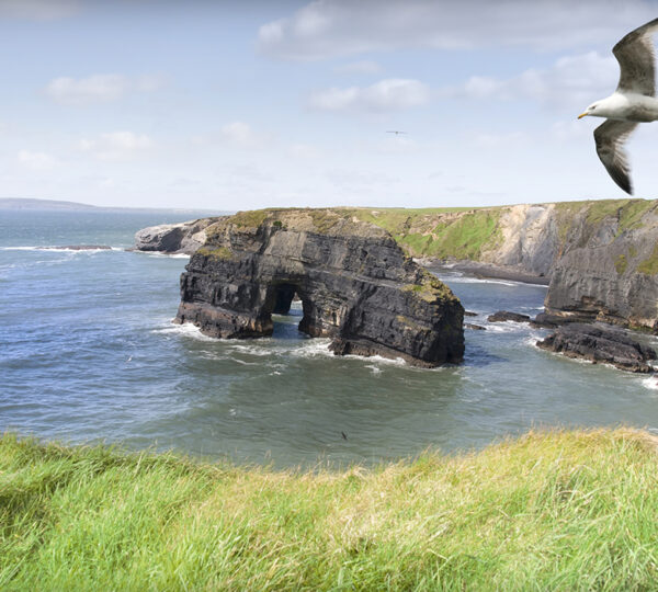 A serene view of wildlife and birdwatching on Ghostly Shores at Ballybunion Beach